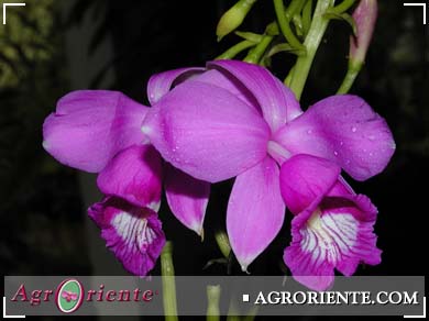 Orquídeas - Epistephium duckei